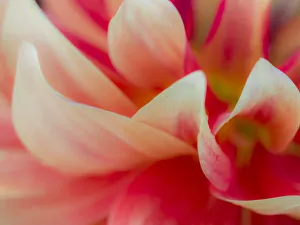 Images Dated 13th May 2019: USA, Oregon, Canby, Clackamas County. Macro of a dahlia variety
