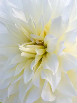 Images Dated 13th May 2019: USA, Oregon, Canby, Clackamas County. Macro of a dahlia variety called Frozen
