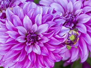 Images Dated 13th May 2019: USA, Oregon, Canby, Clackamas County. Close-up of a dahlia variety