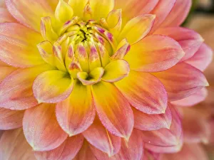 Images Dated 13th May 2019: USA, Oregon, Canby, Clackamas County. Macro of a dahlia variety