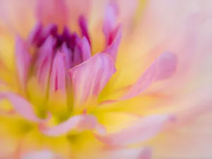 Images Dated 13th May 2019: USA, Oregon, Canby, Clackamas County. Macro of a dahlia variety