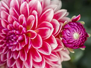 Images Dated 13th May 2019: USA, Oregon, Canby, Clackamas County. Close-up of a dahlia variety