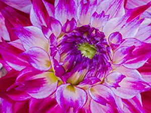 Images Dated 13th May 2019: USA, Oregon, Canby, Clackamas County. Macro of a dahlia variety called Enchantress
