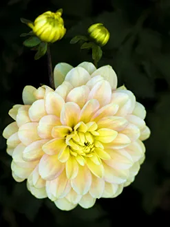 Images Dated 13th May 2019: USA, Oregon, Canby, Clackamas County. Close-up of a dahlia variety