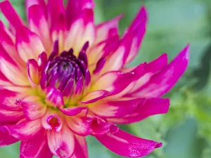 Images Dated 13th May 2019: USA, Oregon, Canby, Clackamas County. Close-up of a dahlia variety