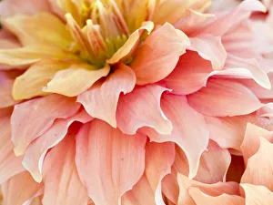 Images Dated 13th May 2019: USA, Oregon, Canby, Clackamas County. Macro of a dahlia variety