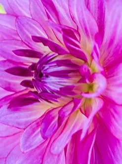Images Dated 13th May 2019: USA, Oregon, Canby, Clackamas County. Macro of a dahlia variety