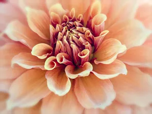 Images Dated 13th May 2019: USA, Oregon, Canby, Clackamas County. Macro of a dahlia variety