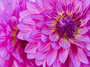 USA, Oregon, Canby, Clackamas County. Macro of a dahlia variety