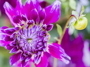 Images Dated 13th May 2019: USA, Oregon, Canby, Clackamas County. Close-up of a dahlia variety