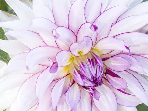 Images Dated 13th May 2019: USA, Oregon, Canby, Clackamas County. Macro of a dahlia variety