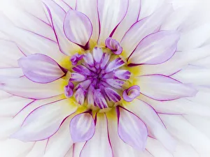 Images Dated 13th May 2019: USA, Oregon, Canby, Clackamas County. Macro of a dahlia variety
