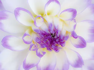 Images Dated 13th May 2019: USA, Oregon, Canby, Clackamas County. Macro of a dahlia variety