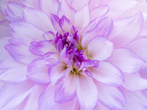 Images Dated 13th May 2019: USA, Oregon, Canby, Clackamas County. Macro of a dahlia variety