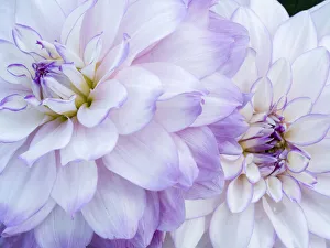 Images Dated 13th May 2019: USA, Oregon, Canby, Clackamas County. Macro of a dahlia variety
