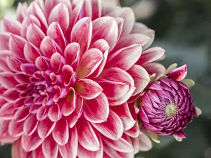 Images Dated 13th May 2019: USA, Oregon, Canby, Clackamas County. Close-up of a dahlia variety