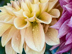 Images Dated 13th May 2019: USA, Oregon, Canby, Clackamas County. Macro of a dahlia variety
