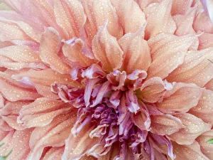 Images Dated 13th May 2019: USA, Oregon, Canby, Clackamas County. Macro of a dahlia variety