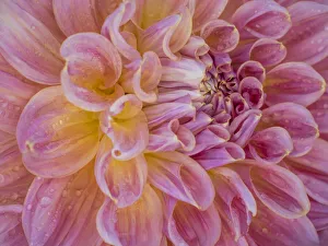 USA, Oregon, Canby, Swam Island Dahlias, Dahlia flower close-ups