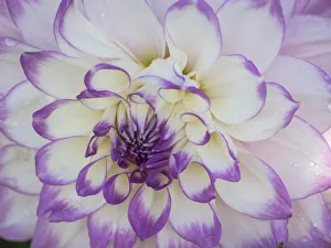 USA, Oregon, Canby, Swam Island Dahlias, Dahlia flower close-ups