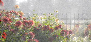 USA, Oregon, Canby, Swam Island Dahlias, water coming down on flowers