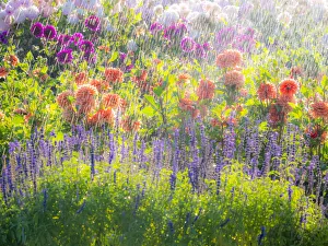 USA, Oregon, Canby, Swam Island Dahlias, water coming down on flowers