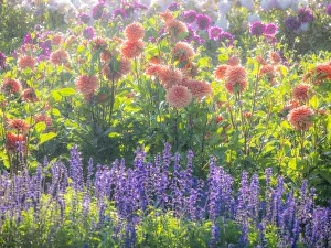 USA, Oregon, Canby, Swam Island Dahlias, water coming down on flowers