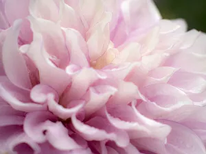 Canby Prints: USA, Oregon, Canby, Swan Island Dahlia farm with close-ups of flowering Dahlia