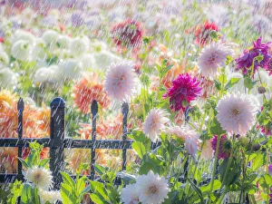 Canby Prints: USA, Oregon, Canby, Swan Island Dahlias, water coming down on flowers