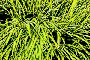 Images Dated 30th May 2019: USA, Oregon, Cannon Beach. Abstract of grass in window Box