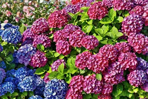 Rose Prints: USA, Oregon, Cannon Beach. Blue and rose color Hydrangea blooms