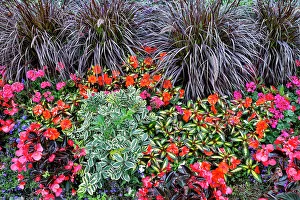 Geranium Prints: USA, Oregon. Cannon Beach Garden with orange New Guinea impatiens