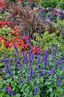 Geranium Prints: USA, Oregon. Cannon Beach Garden and path with Blue Salvia and reddish geraniums
