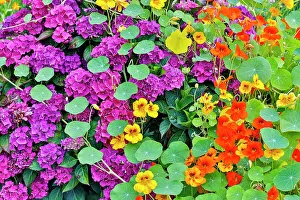 Images Dated 5th January 2024: USA, Oregon, Cannon Beach. Garden with verbena and nasturtiums