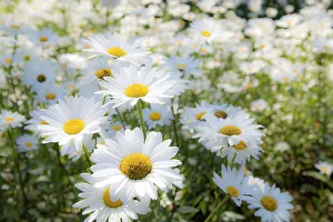 USA, Oregon, Cannon Beach. Large planting of Shasta Daisy