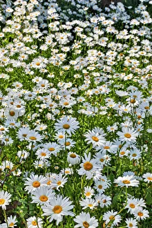 Images Dated 5th January 2024: USA, Oregon, Cannon Beach. Large planting of Shasta Daisy