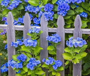 USA, Oregon, Cannon Beach, Northwest Hydrangea bloom Picket fence