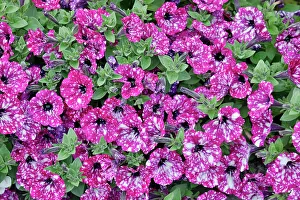 Images Dated 13th June 2022: USA, Oregon. Cannon Beach planting of petunias