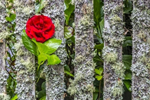 Fungi Gallery: USA, Oregon, Cannon Beach, Rose in Fence