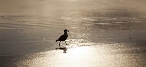 Warm Color Prints: USA, Oregon Cannon Beach with seagull reflection in the sand at sunset