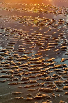 Cannon Beach Prints: USA, Oregon, Cannon Beach. Sunset golden colors with ripples in sandy beach and The Haystack Rock