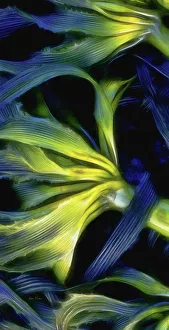 Kelp Prints: USA, Oregon, Cape Arago. Abstract photo of Pacific bull kelp