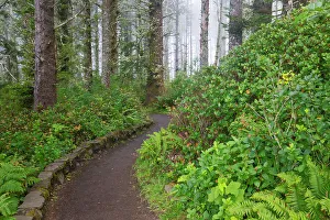 Cape Perpetua Prints: USA, Oregon. Cape Perpetua overlook and trial through the Sitka Spruce and fog