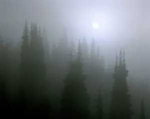 Atmosphere Prints: USA, Oregon, Cascades Range. The sun breaks through the fog in the forest in the Cascades Range