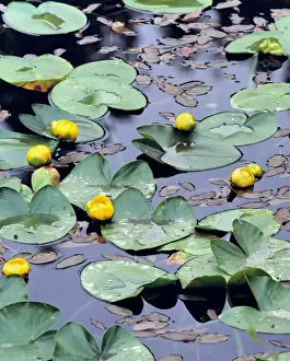 Spatterdock Prints: USA, Oregon, Cascades Range. Yellow pondlilies grow abundantly in ponds near Marion