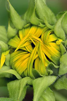 Prints of USA, Oregon. Center of opening sunflower Images Dated 2020 May: USA, Oregon. Center of opening sunflower