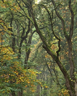 Images Dated 16th January 2013: USA, Oregon, Champoeg State Park. Autumn scenic of forest trees. Credit as: Steve