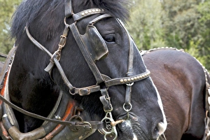Images Dated 7th May 2011: USA, Oregon, Champoeg State Park, Shire resting during plowing competition