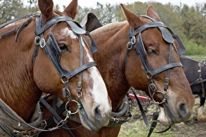 Rick A Brown Prints: USA, Oregon, Champoeg State Park, Belgian team, resting at plowing competition
