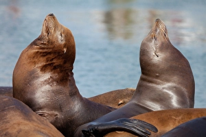 Sea Lion Prints: USA, Oregon, Charleston. Close-up of pair of sea lions in harbor